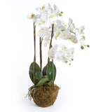 Phalaenopsis 30" White Orchid